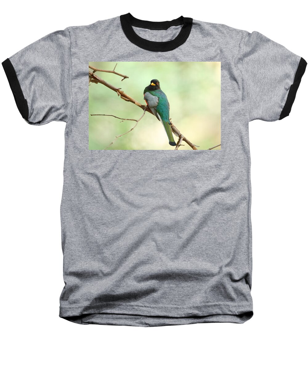 Birds Baseball T-Shirt featuring the photograph Elegant Trogon At Chiricahuas' South Fork by Steve Wolfe