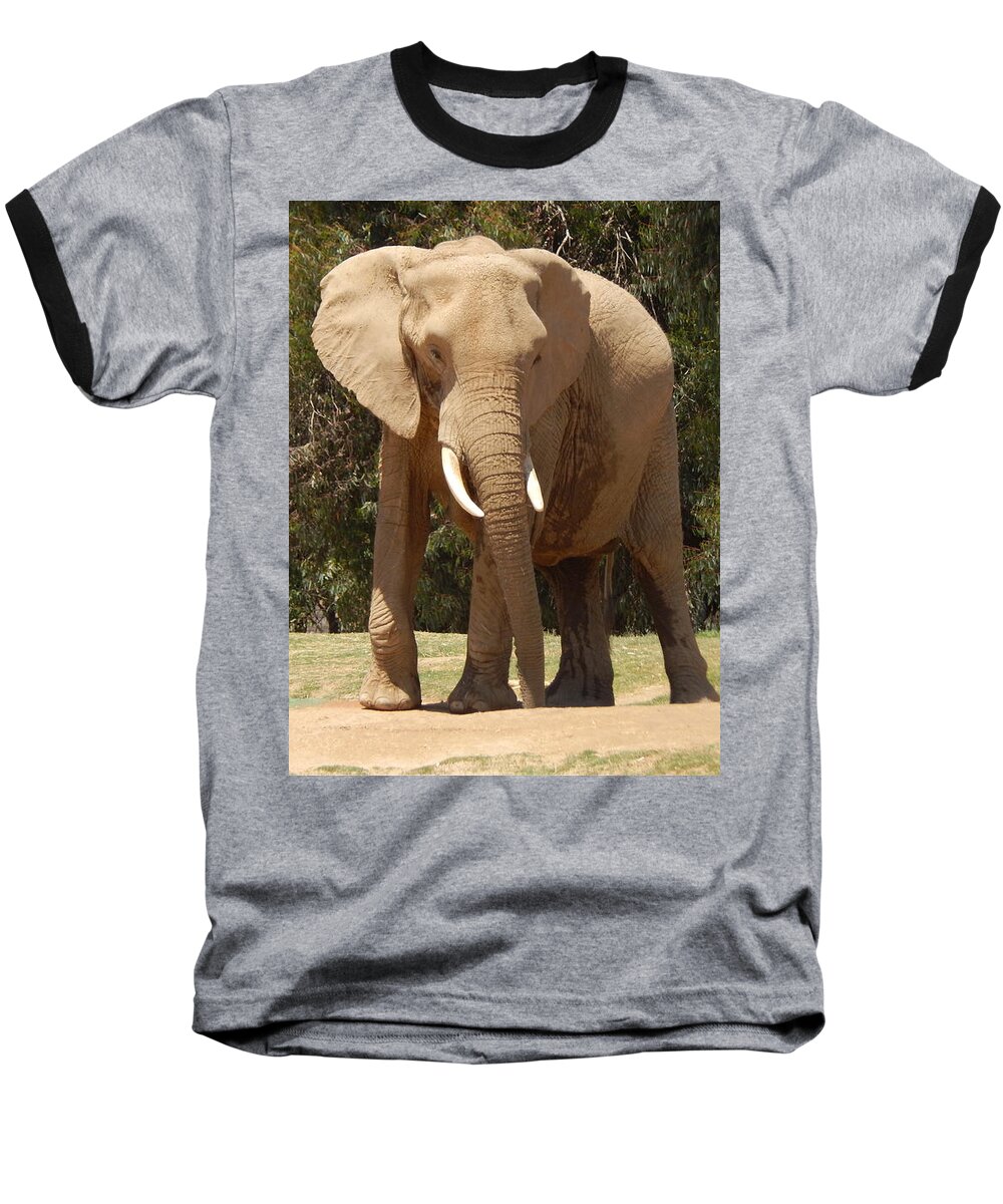 Photo Baseball T-Shirt featuring the photograph Elephant by Chris Tarpening