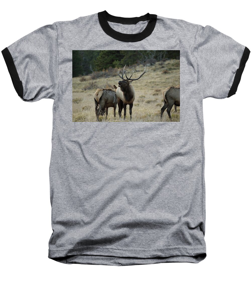 Elk Baseball T-Shirt featuring the photograph Elk Bull by David Diaz