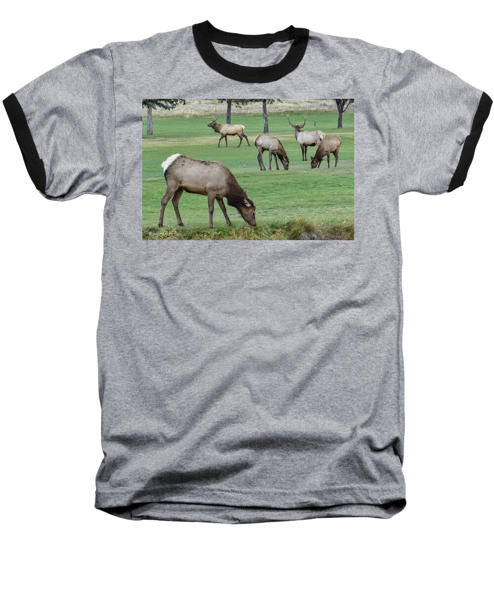  Baseball T-Shirt featuring the photograph Elk On Golf Course Estes Park Colorado by Paul Vitko