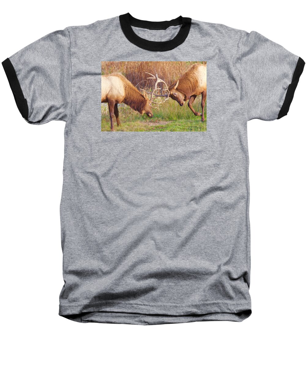 Elk Baseball T-Shirt featuring the photograph Elk Tussle Too by Todd Kreuter