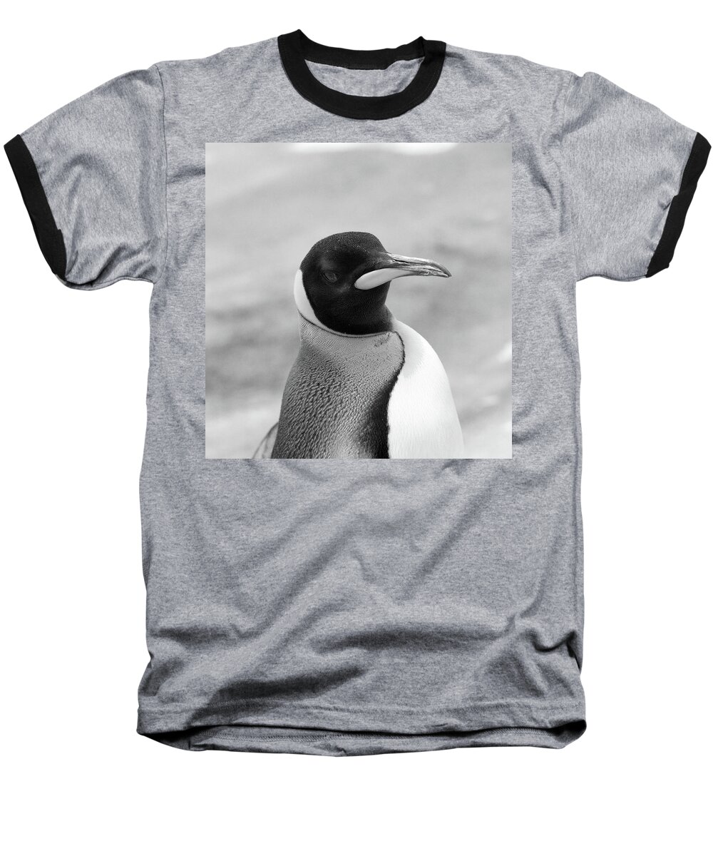 All Animals Images Baseball T-Shirt featuring the photograph Emperor Penguin by Ed James