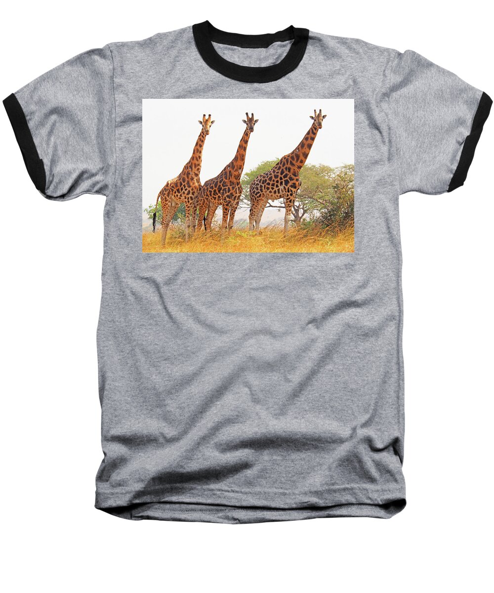 Uganda Baseball T-Shirt featuring the photograph Endangered Rothchild's giraffes by Dennis Cox WorldViews
