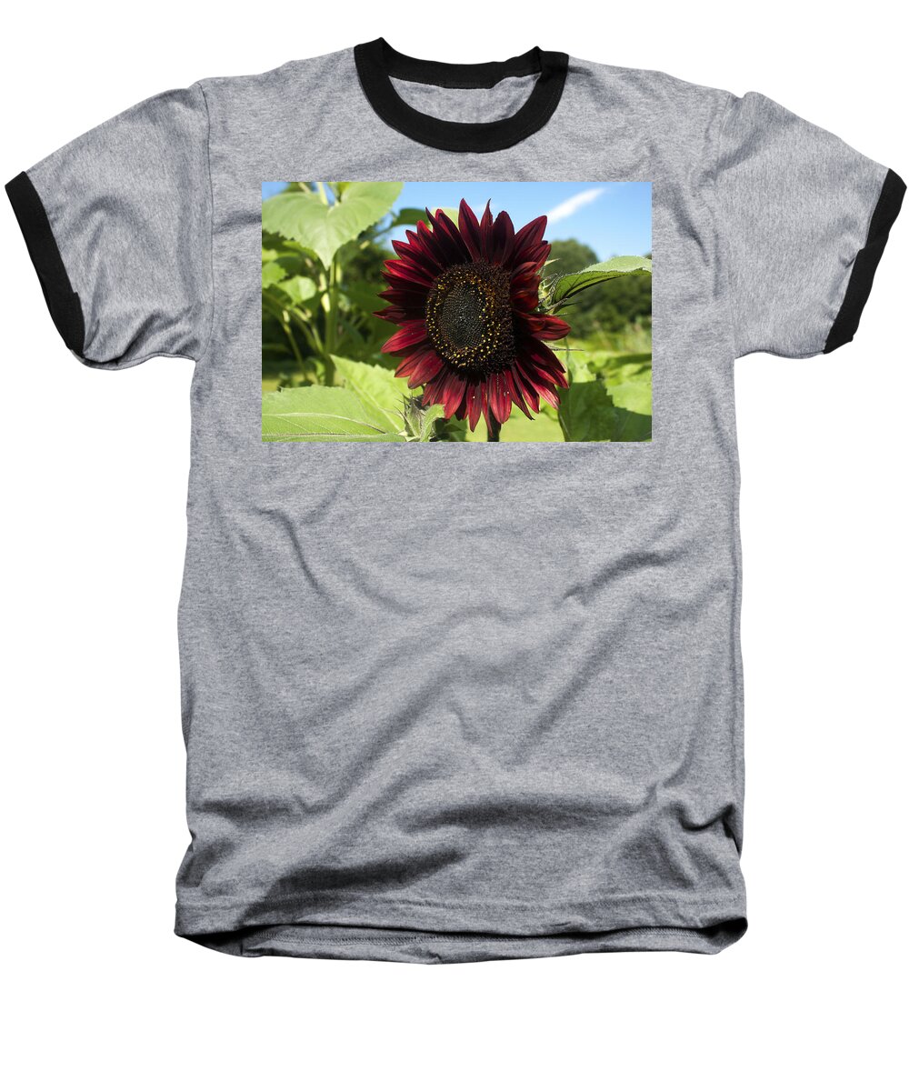 Flower Baseball T-Shirt featuring the photograph Evening Sun Sunflower #1 by Jeff Severson