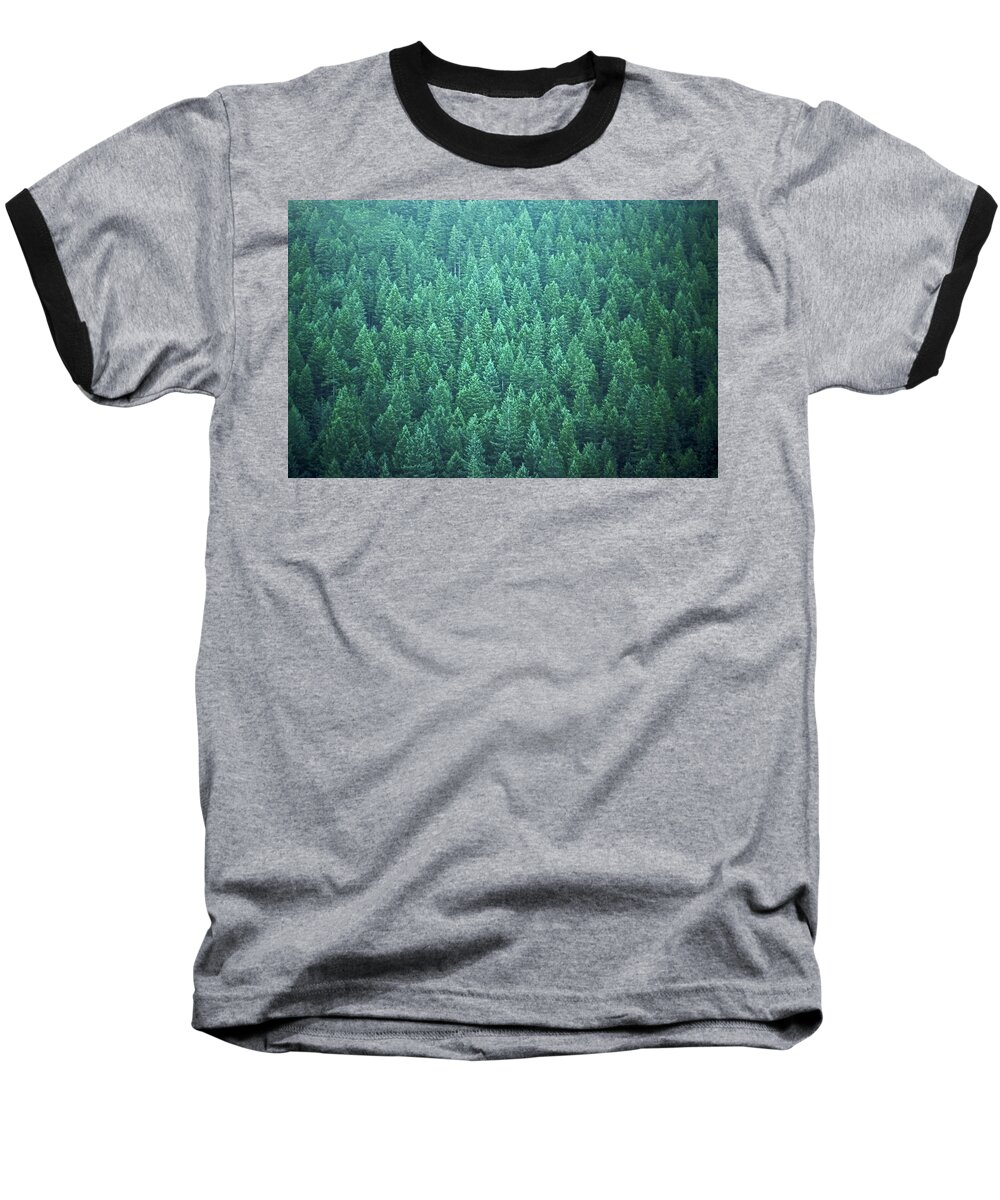 Trees Forest Evergreen State Washington Baseball T-Shirt featuring the photograph Evergreen by Laurie Stewart