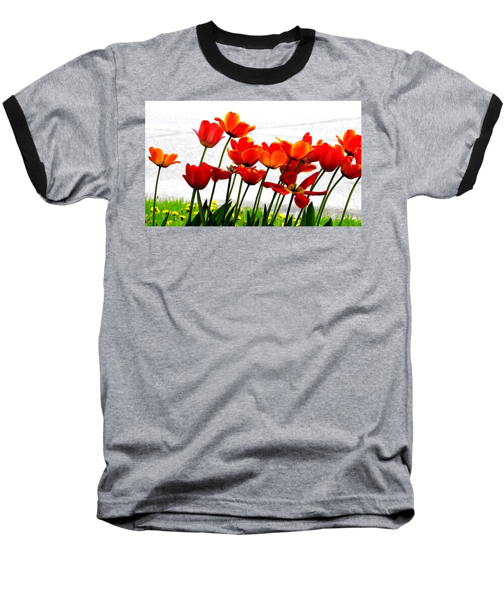 Tulips Baseball T-Shirt featuring the photograph Everyone Lean to the Right by Betty-Anne McDonald