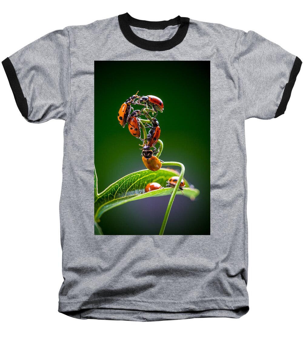 Ladybugs Baseball T-Shirt featuring the photograph Exclamation Period by TC Morgan