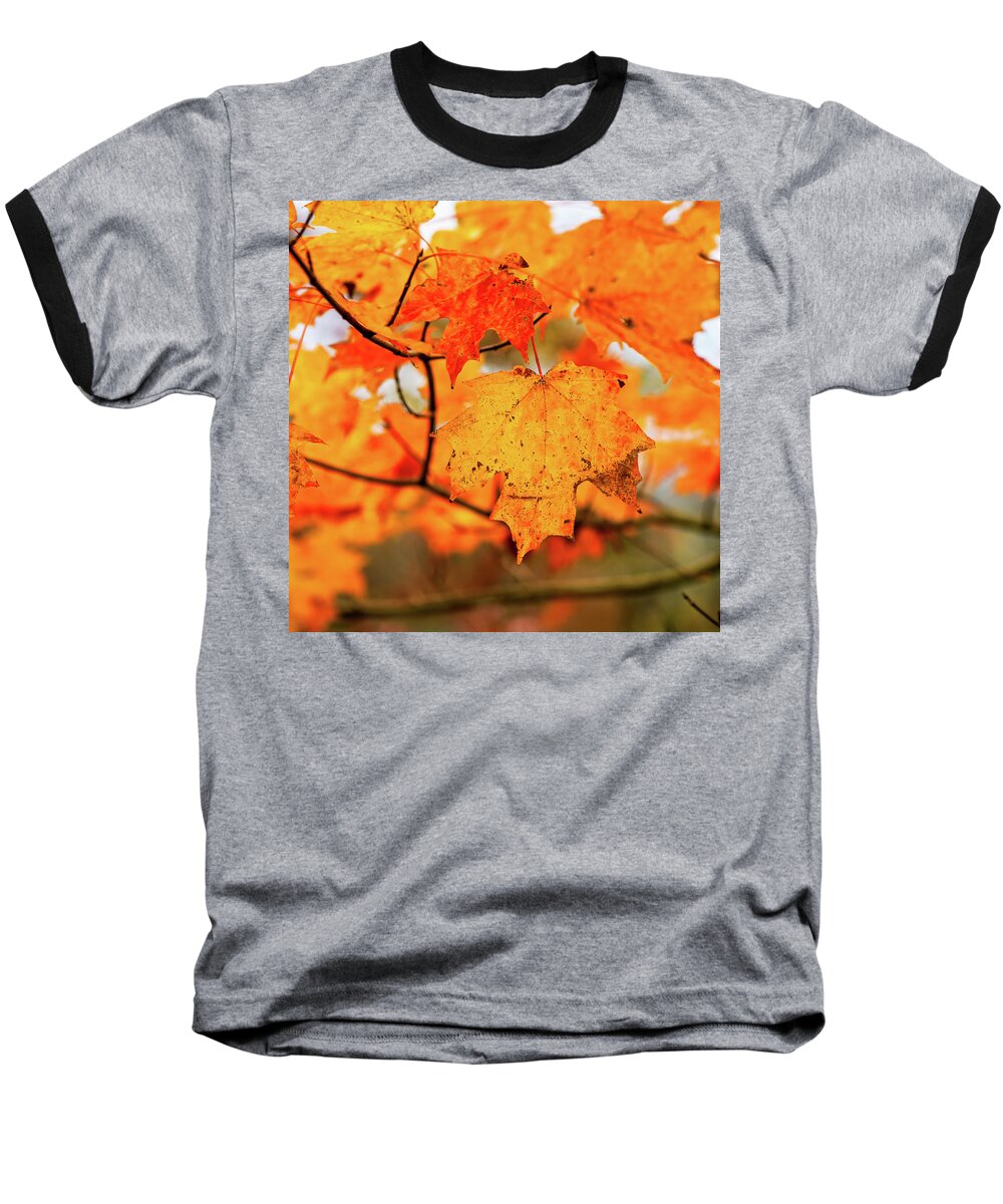 Landscape Baseball T-Shirt featuring the photograph Fall Maple Leaf by Joe Shrader