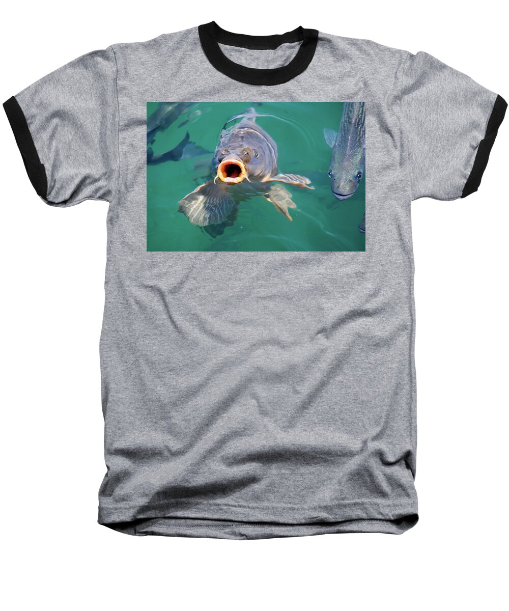 Feed Me Baseball T-Shirt featuring the photograph Feed Me by Anthony Jones