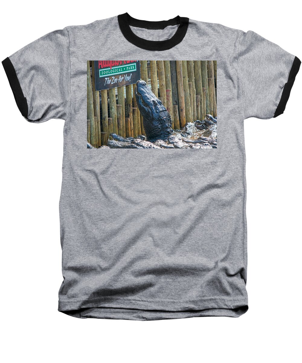 Wildlife Baseball T-Shirt featuring the photograph Feed Me by Kenneth Albin