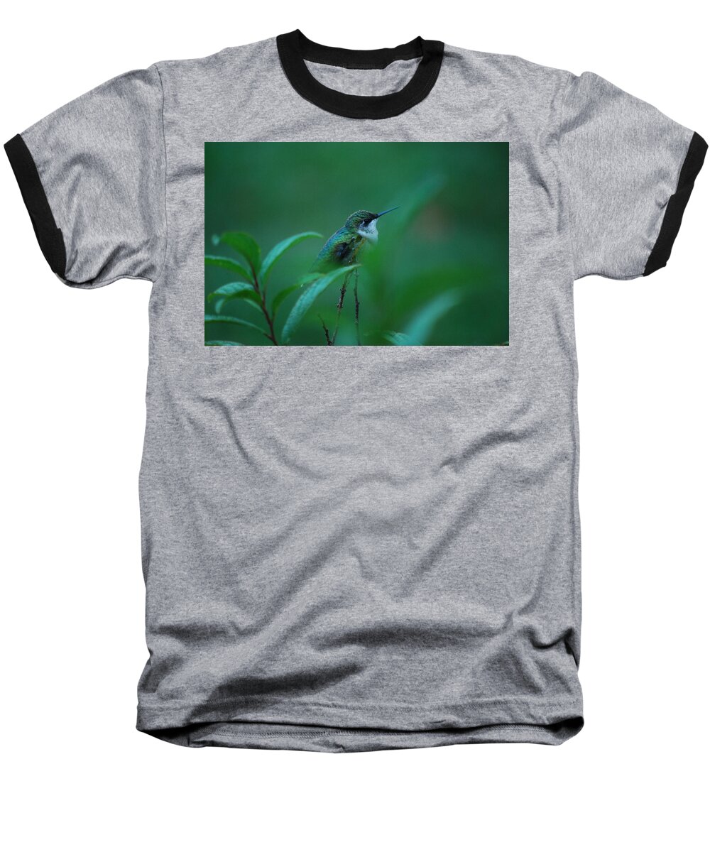 Hummingbird Baseball T-Shirt featuring the photograph Feeling Green by Lori Tambakis