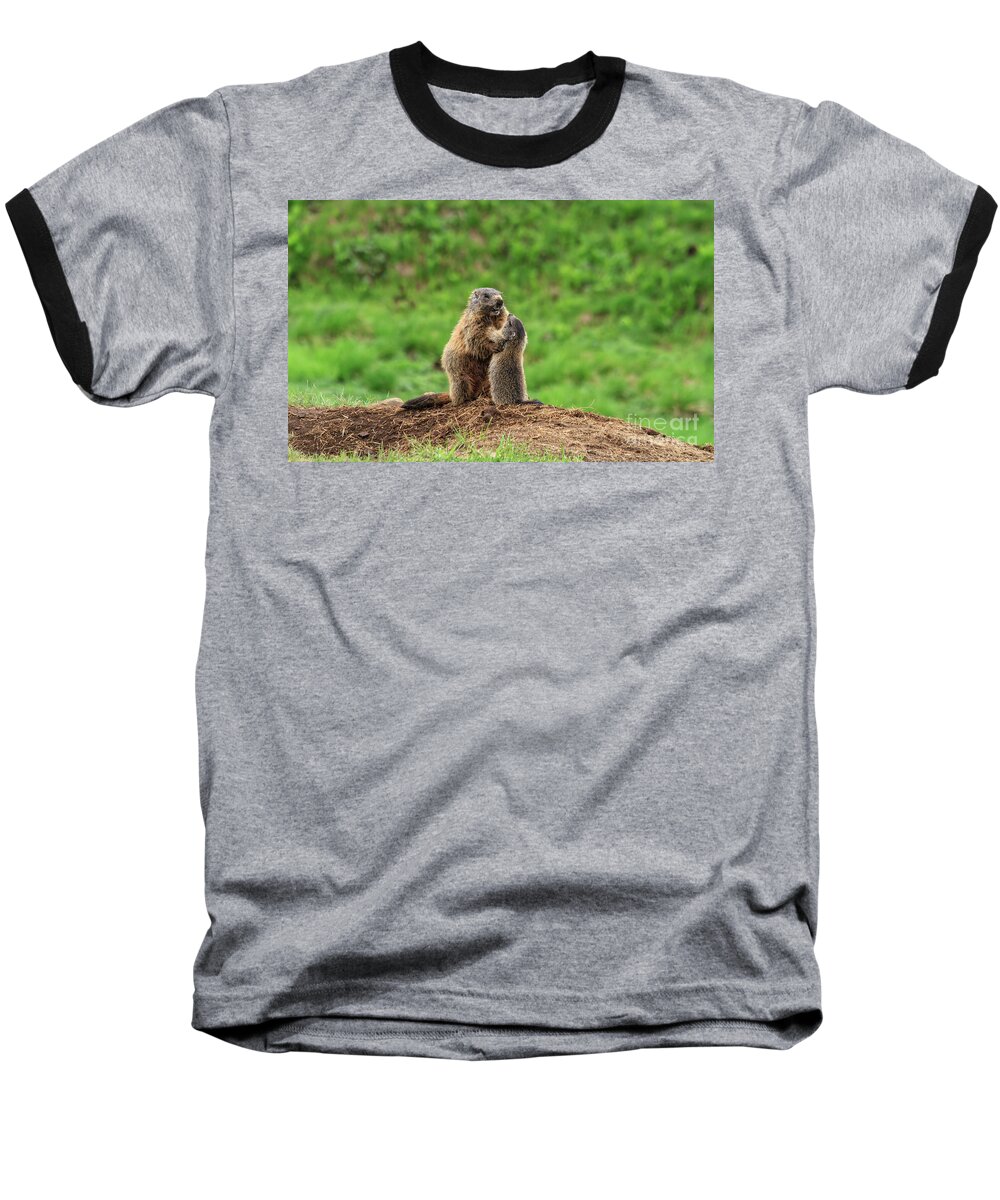 Mammal Baseball T-Shirt featuring the photograph Female marmot with young by Antonio Scarpi