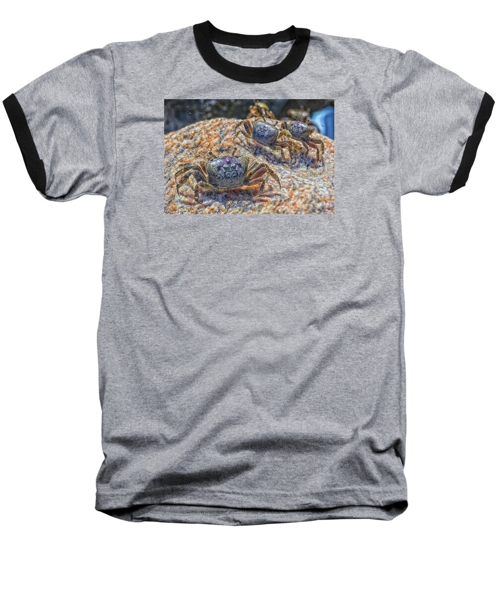 Fiddler Crab Baseball T-Shirt featuring the photograph Fiddler Crabs by Constantine Gregory