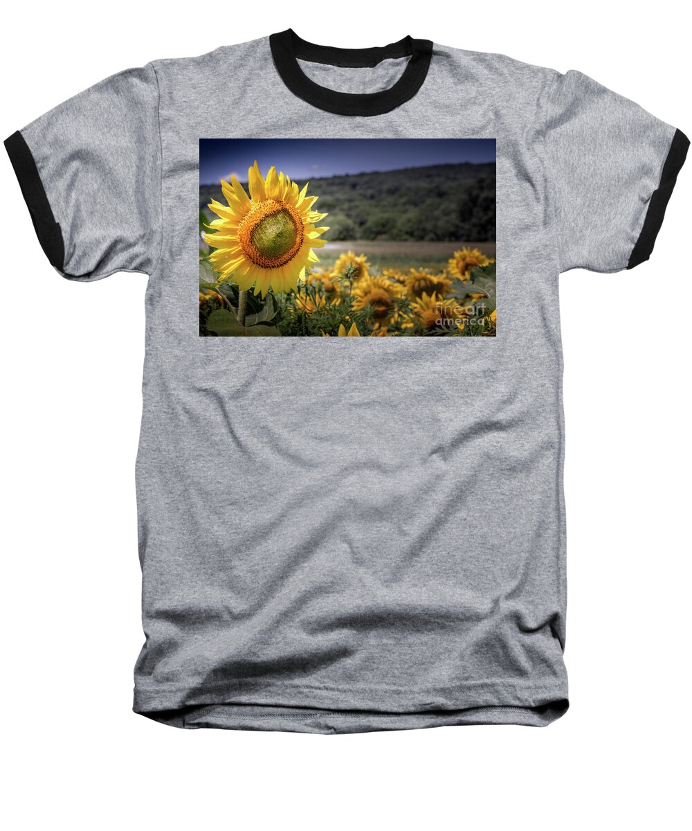 Field Of Sunflowers Baseball T-Shirt featuring the photograph Field of Sunflowers by Jim DeLillo