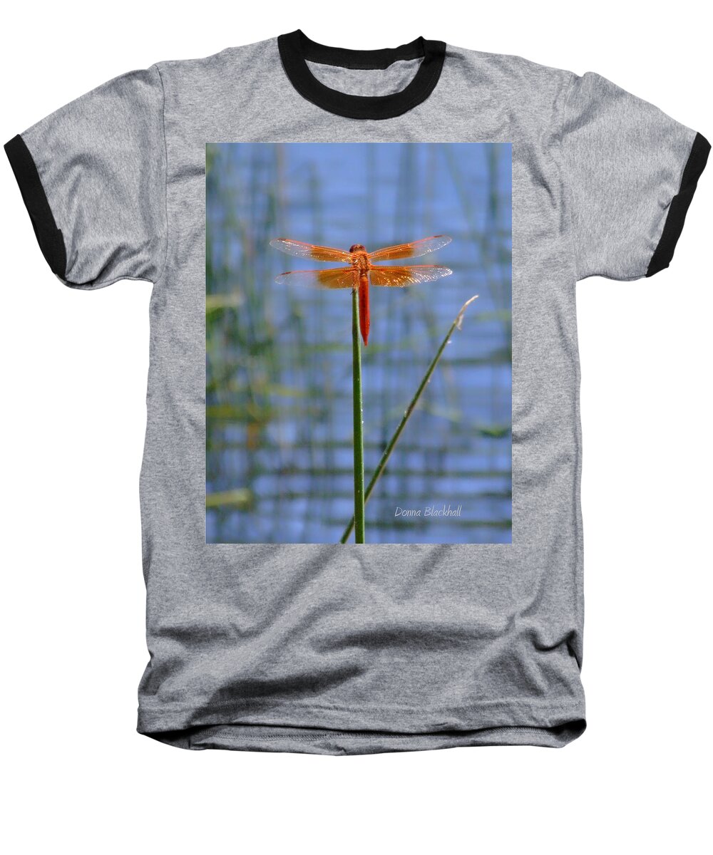 Dragonfly Baseball T-Shirt featuring the photograph Flame Skimmer Dragonfly by Donna Blackhall