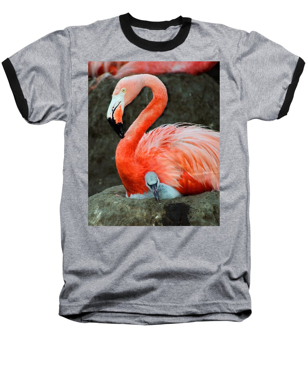 Bird Baseball T-Shirt featuring the photograph Flamingo and Baby by Anthony Jones