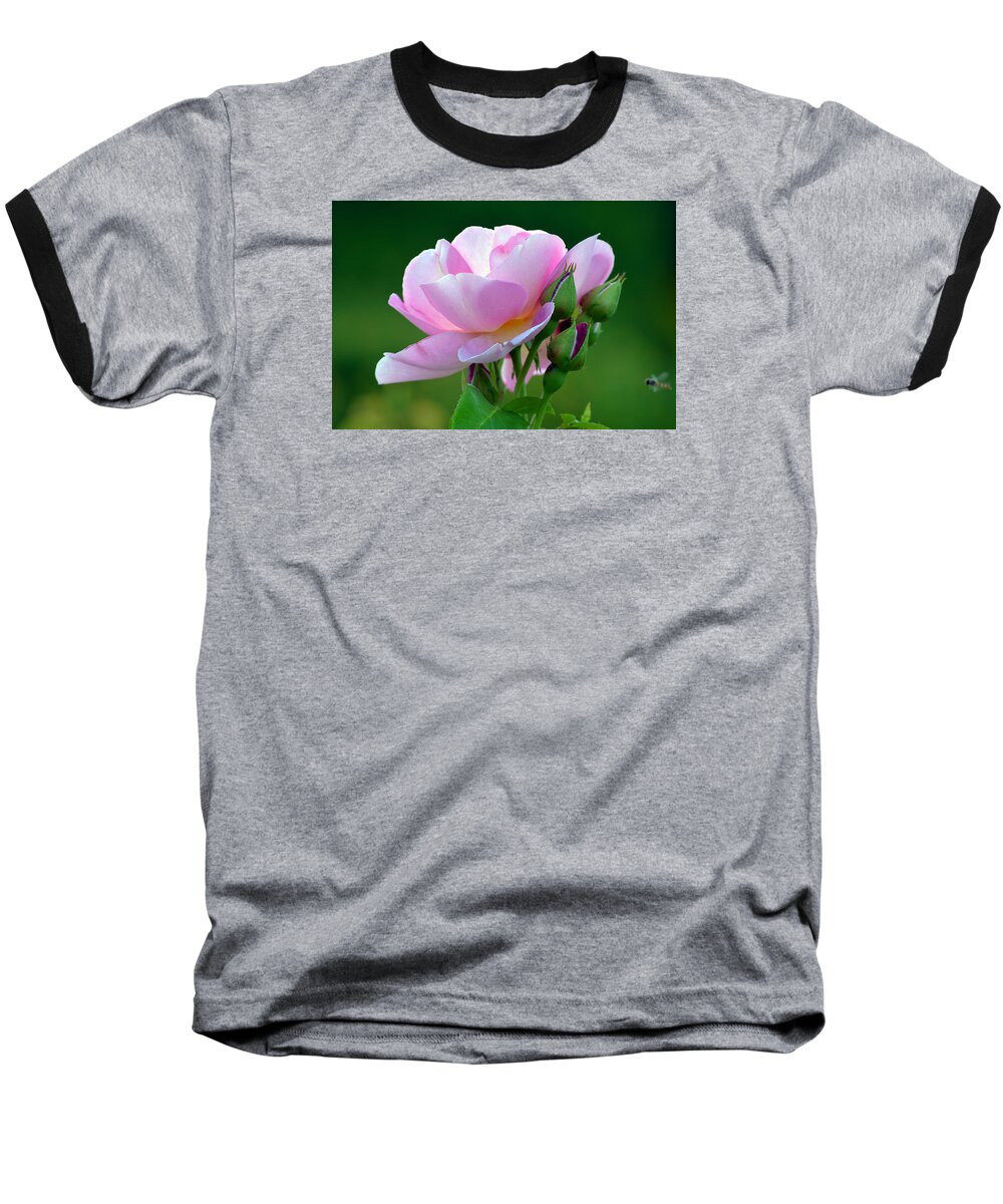 Nature Baseball T-Shirt featuring the photograph Flight Of The Pollinator. by Terence Davis