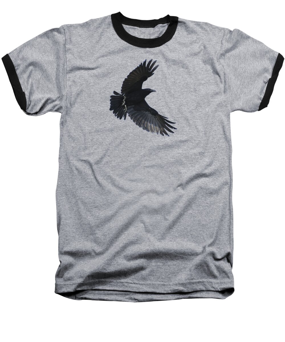 Crow Baseball T-Shirt featuring the photograph Flying Crow by Bradford Martin