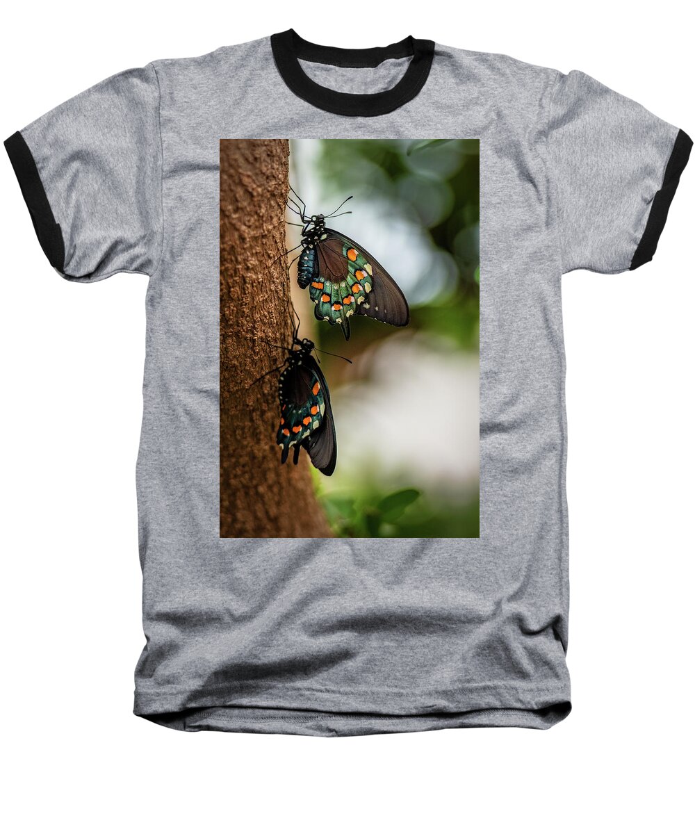 Butterfly Baseball T-Shirt featuring the photograph Follow the Leader by Cindy Lark Hartman