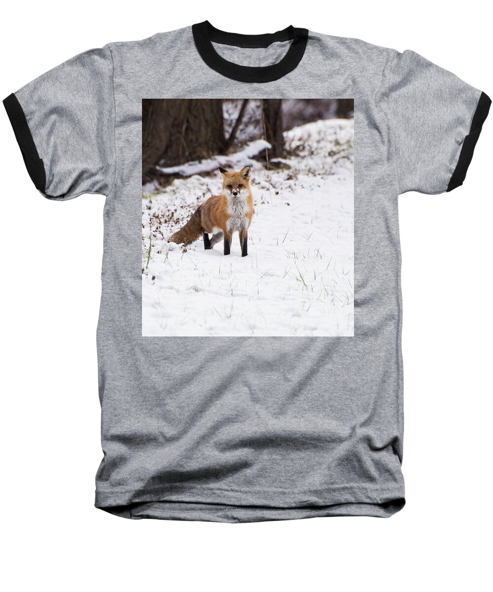Animals Baseball T-Shirt featuring the photograph Fox 4 by Paul Ross