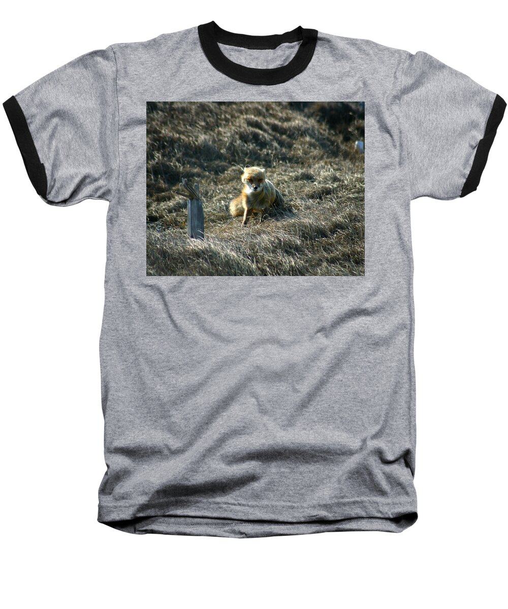Red Fox Baseball T-Shirt featuring the photograph Fox in the Wind by Anthony Jones