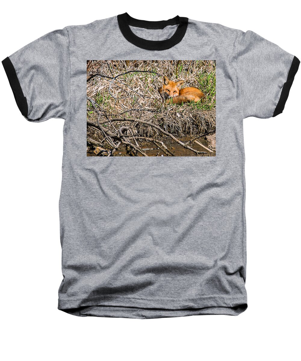 Heron Heaven Baseball T-Shirt featuring the photograph Fox Napping by Ed Peterson