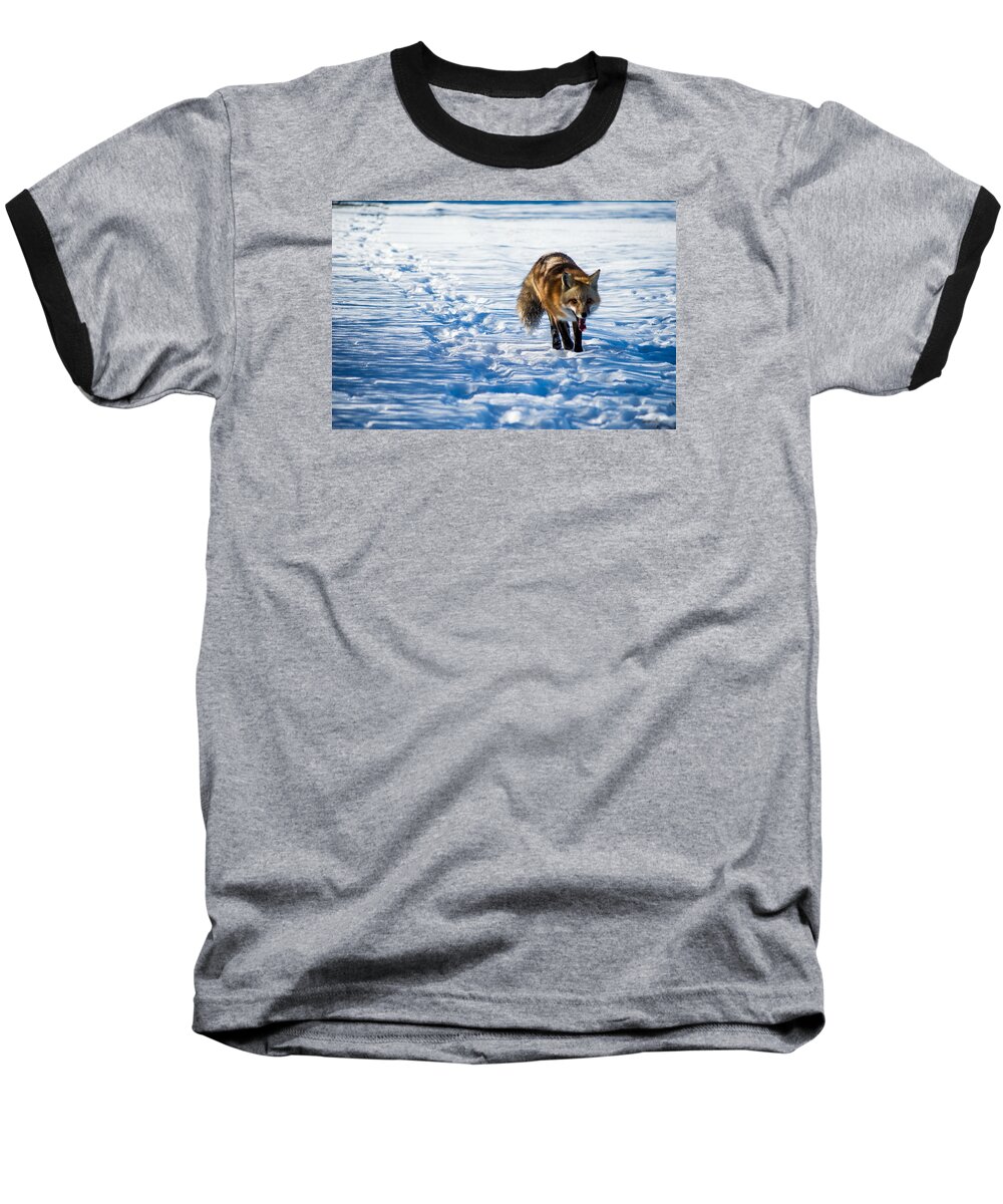 Fox Baseball T-Shirt featuring the photograph Fox path by Stephen Holst
