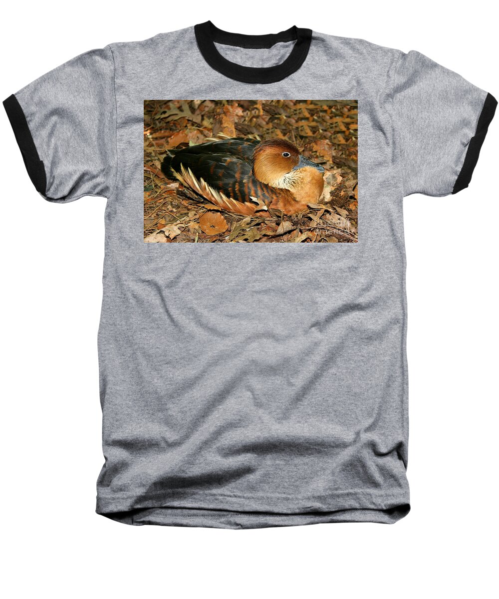Fulvous Whistling Ducks Like To Nest In Leaves And Cut Grass. Baseball T-Shirt featuring the photograph Fulvous Whistling Duck by Judy Palkimas