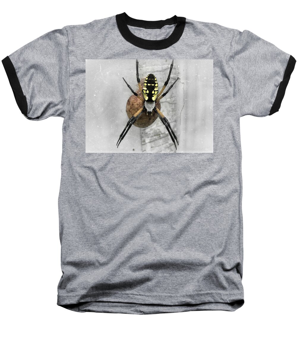 Spider Baseball T-Shirt featuring the photograph Garden Spider by Amber Flowers