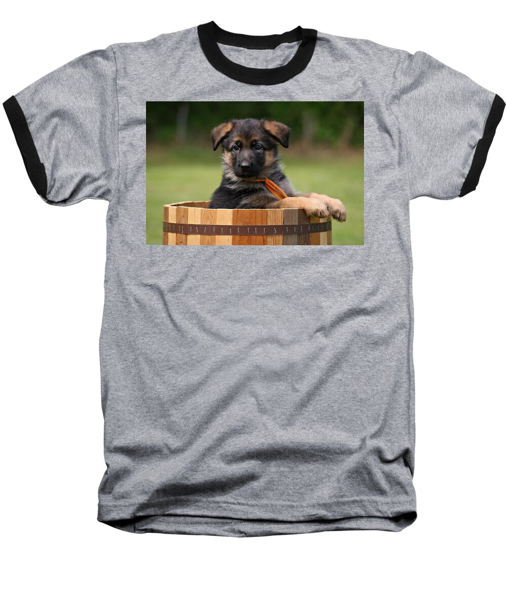 German Shepherd Baseball T-Shirt featuring the photograph German Shepherd Puppy in Planter by Sandy Keeton