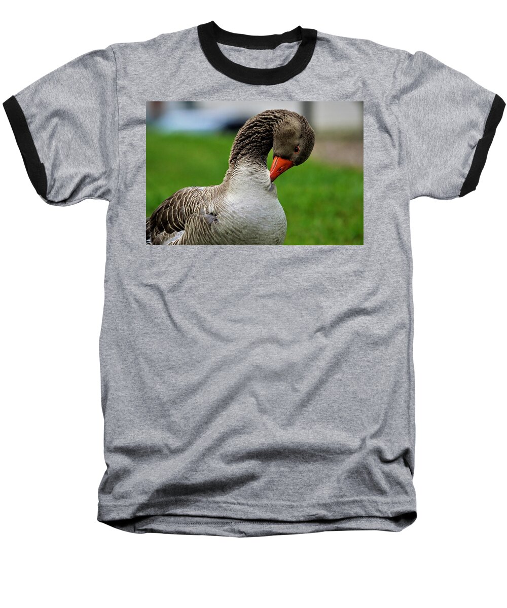 Goose Baseball T-Shirt featuring the photograph Getting ready for bed by Chuck Brown