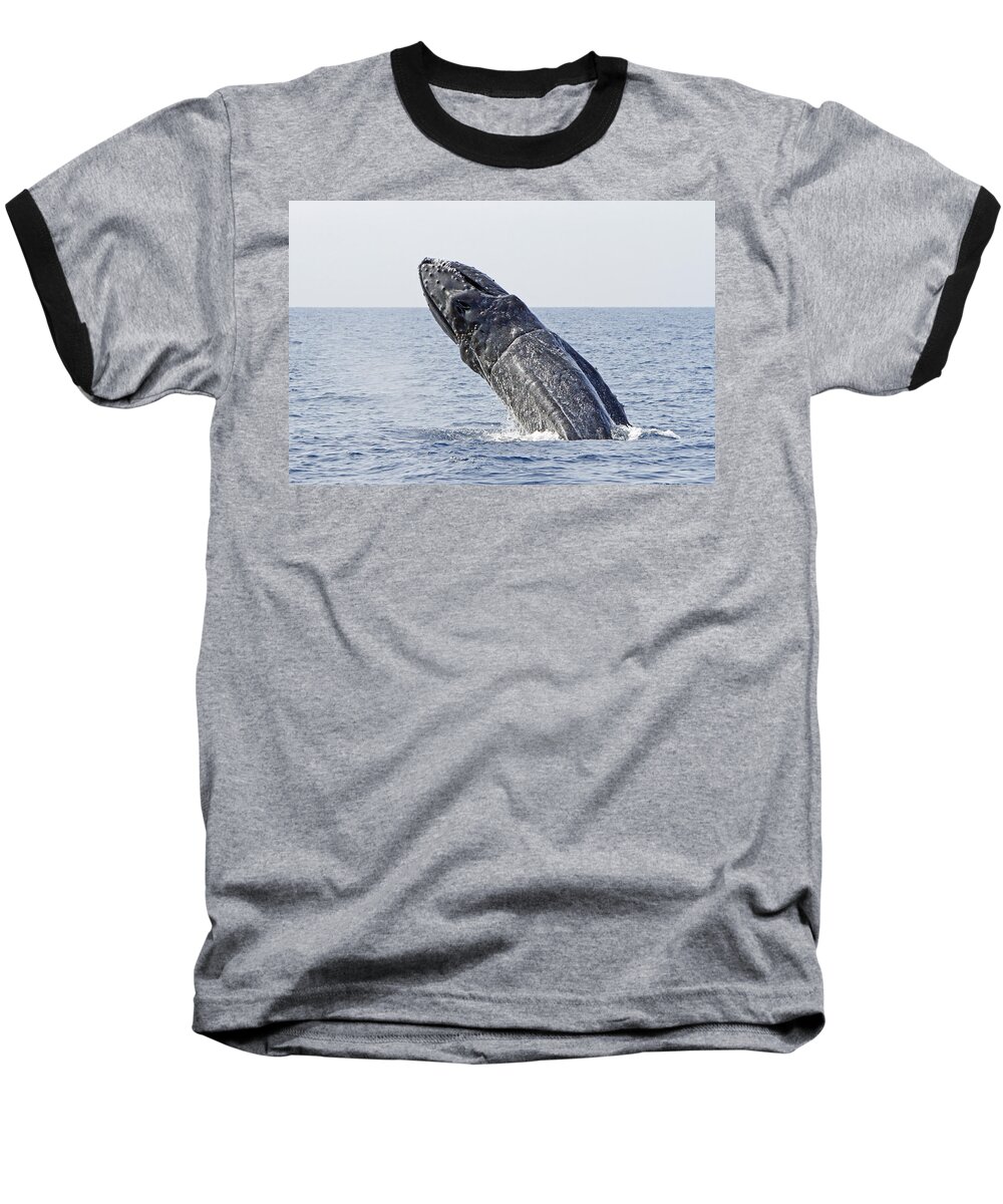 Humpback Whale Baseball T-Shirt featuring the photograph Giant Breach by Shoal Hollingsworth