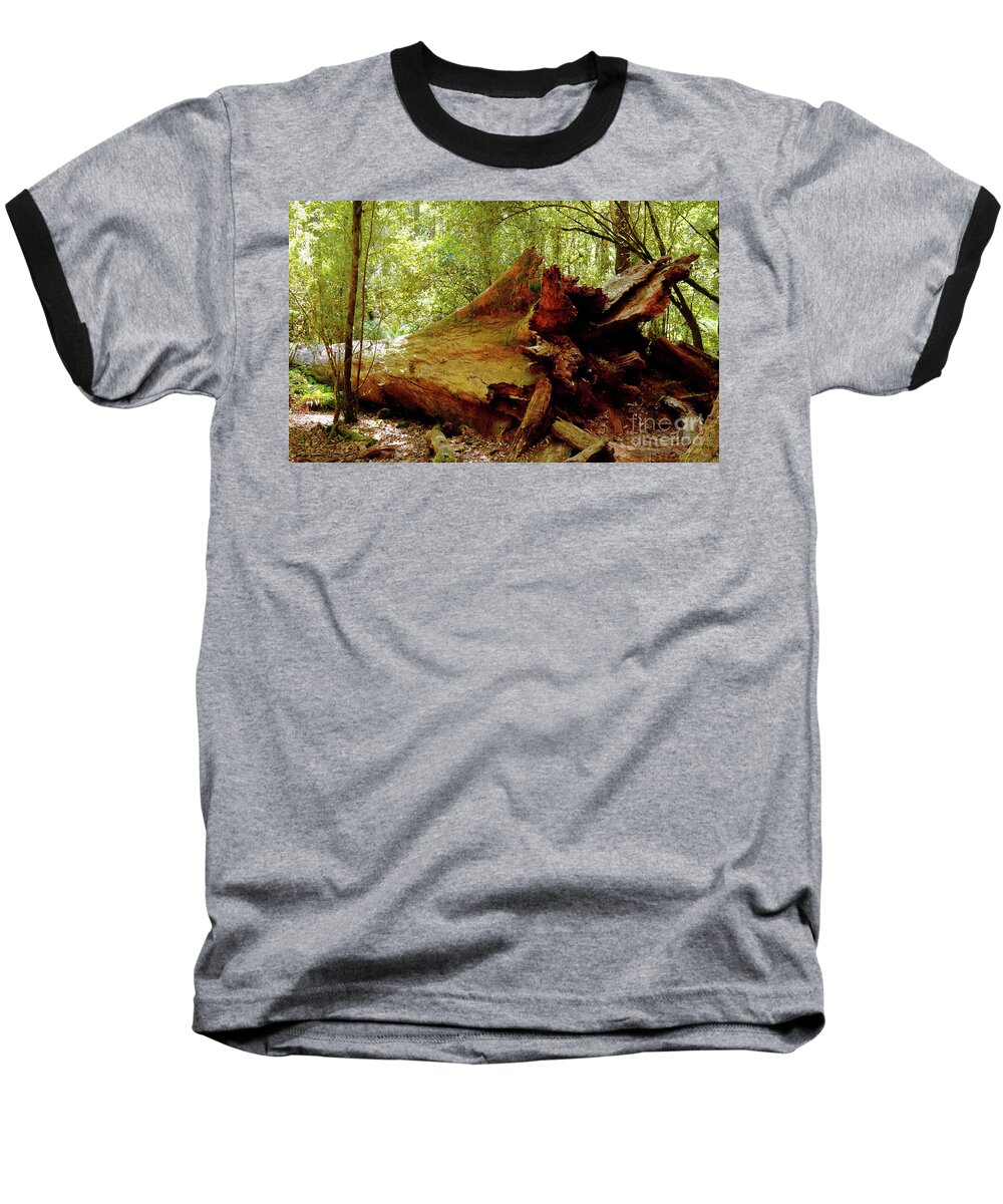 Giant Tree Baseball T-Shirt featuring the photograph Giant has Lived its Life by Lexa Harpell