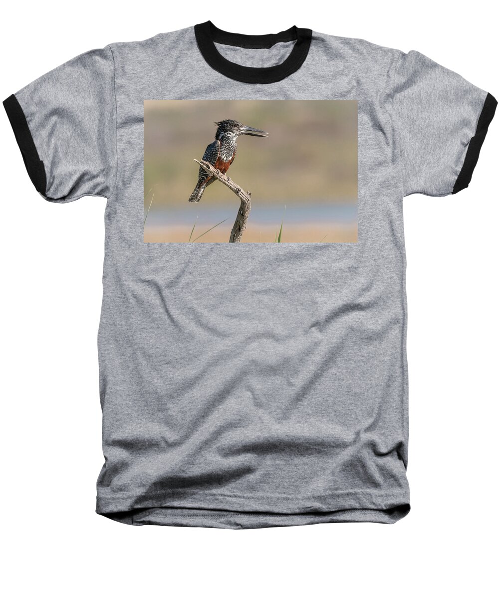 Africa Baseball T-Shirt featuring the photograph Giant Kingfisher by James Capo