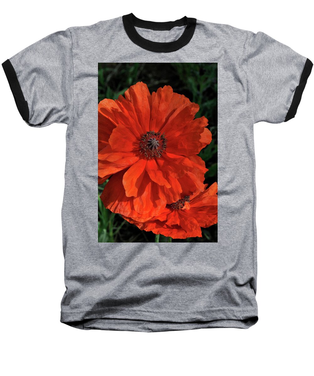 Flowers.poppy Baseball T-Shirt featuring the photograph Giant Mountain Poppy by Ron Cline