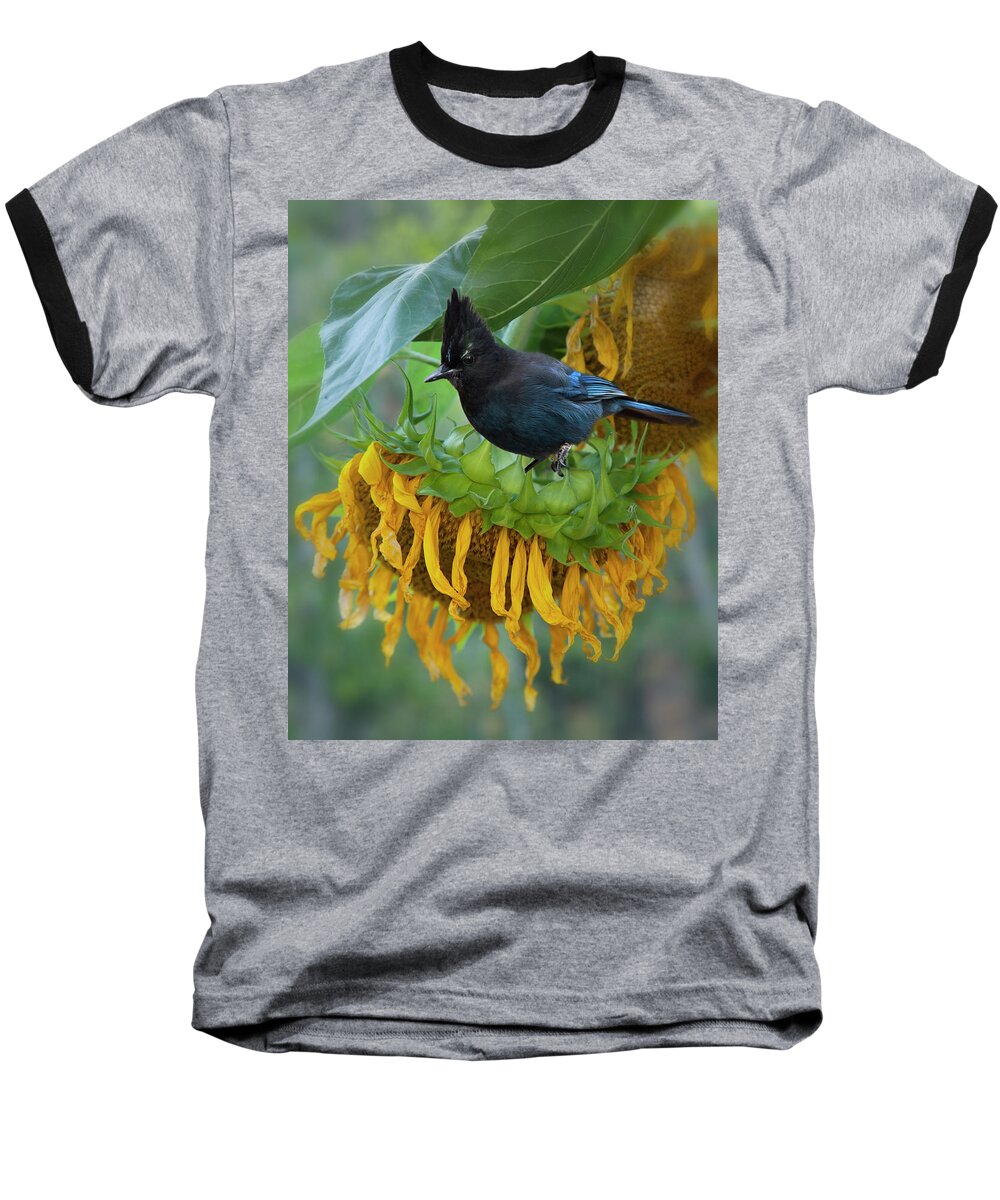 Bird Baseball T-Shirt featuring the photograph Giant Sunflower With Jay by Theresa Tahara