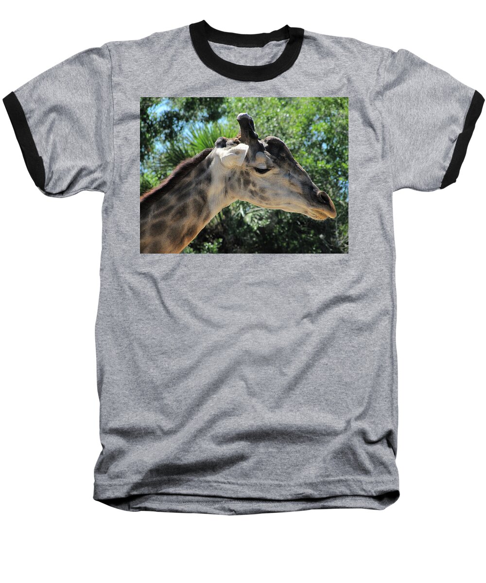 Giraffe Baseball T-Shirt featuring the photograph Giraffe by Christopher Mercer