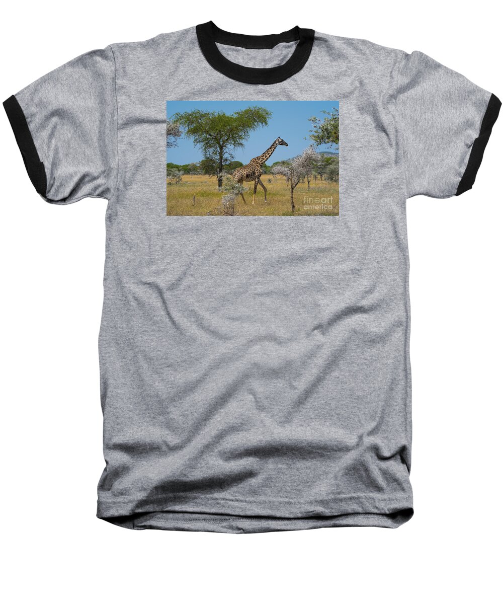 Giraffe Baseball T-Shirt featuring the photograph Giraffe on the move by Pravine Chester