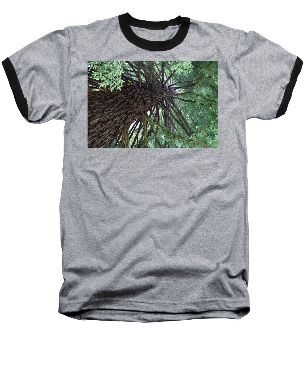 Enchanted Forest Baseball T-Shirt featuring the photograph Glorious Tree by Portraits By NC