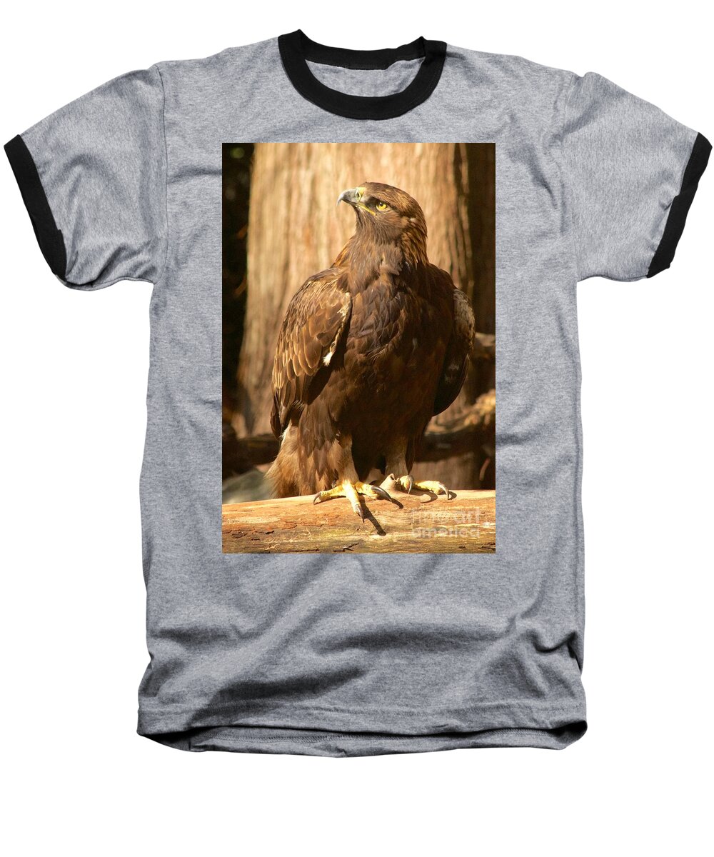Photography Baseball T-Shirt featuring the photograph Golden Eagle by Sean Griffin