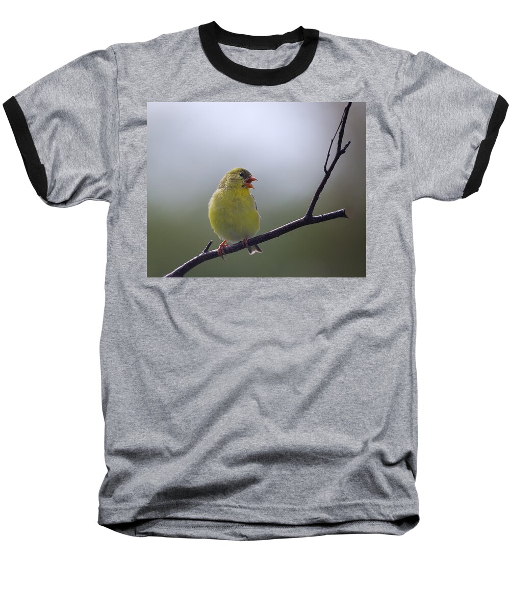Birds Baseball T-Shirt featuring the photograph Goldfinch Song by Sue Capuano