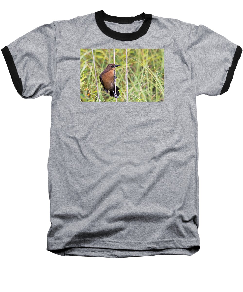 Wildlife Baseball T-Shirt featuring the photograph Grackle In The Reeds by Kenneth Albin