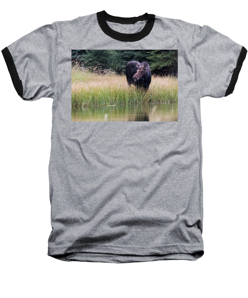 Moose Baseball T-Shirt featuring the photograph Grand Teton Moose by Jennifer Ancker