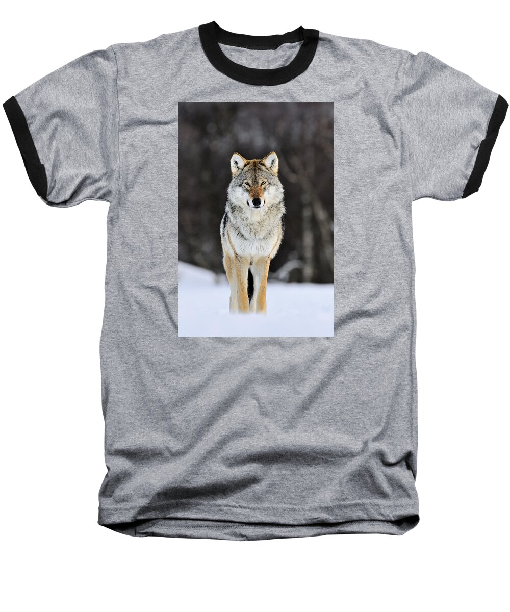 Mp Baseball T-Shirt featuring the photograph Gray Wolf in the Snow by Jasper Doest