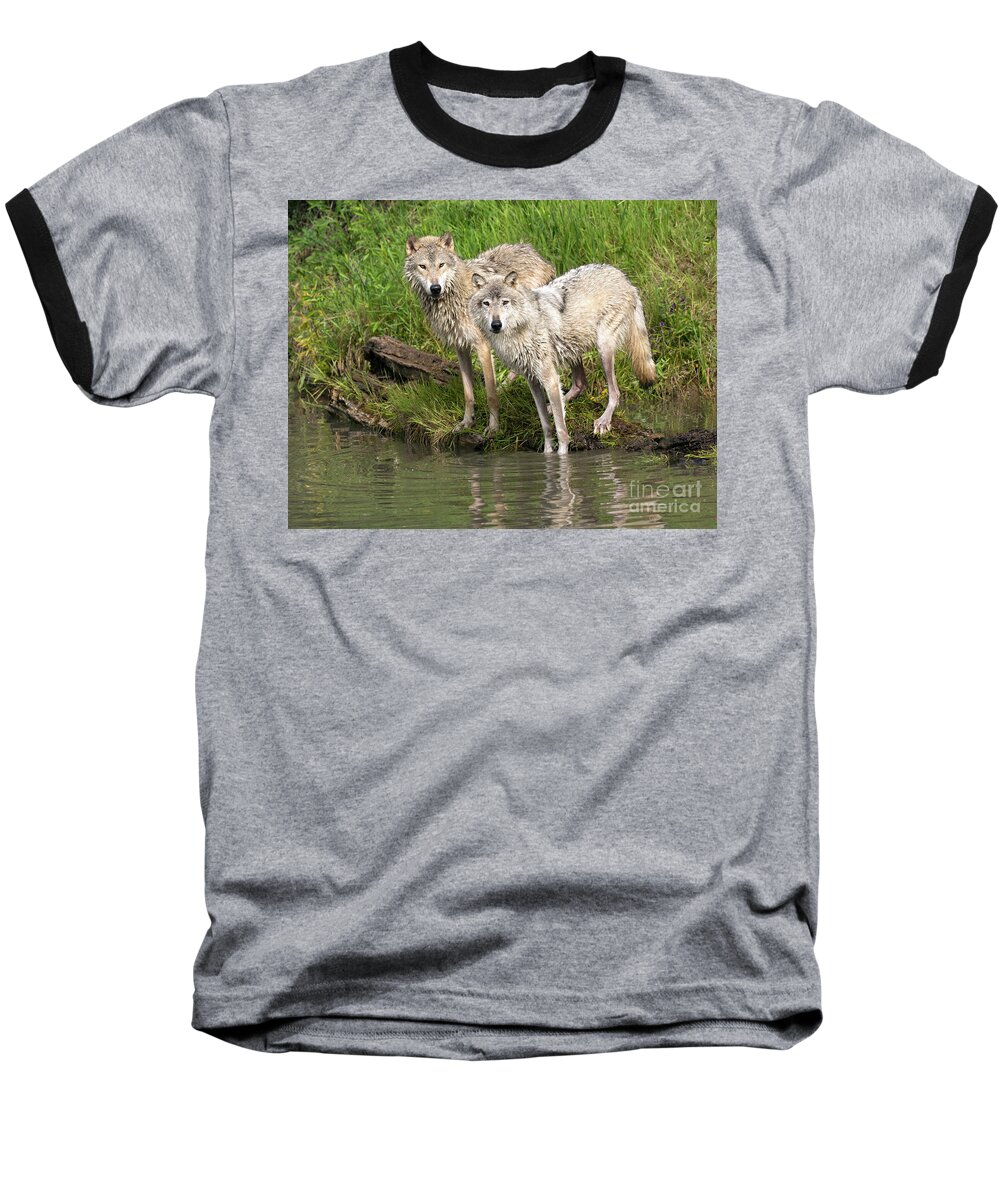 Gray Wolf Baseball T-Shirt featuring the photograph Gray Wolves by Art Cole