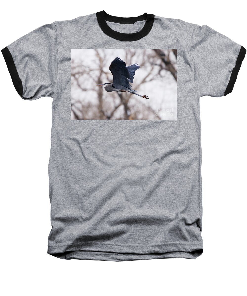 Great Blue Heron In Flight Baseball T-Shirt featuring the photograph Great Blue Heron in Flight by Alyce Taylor