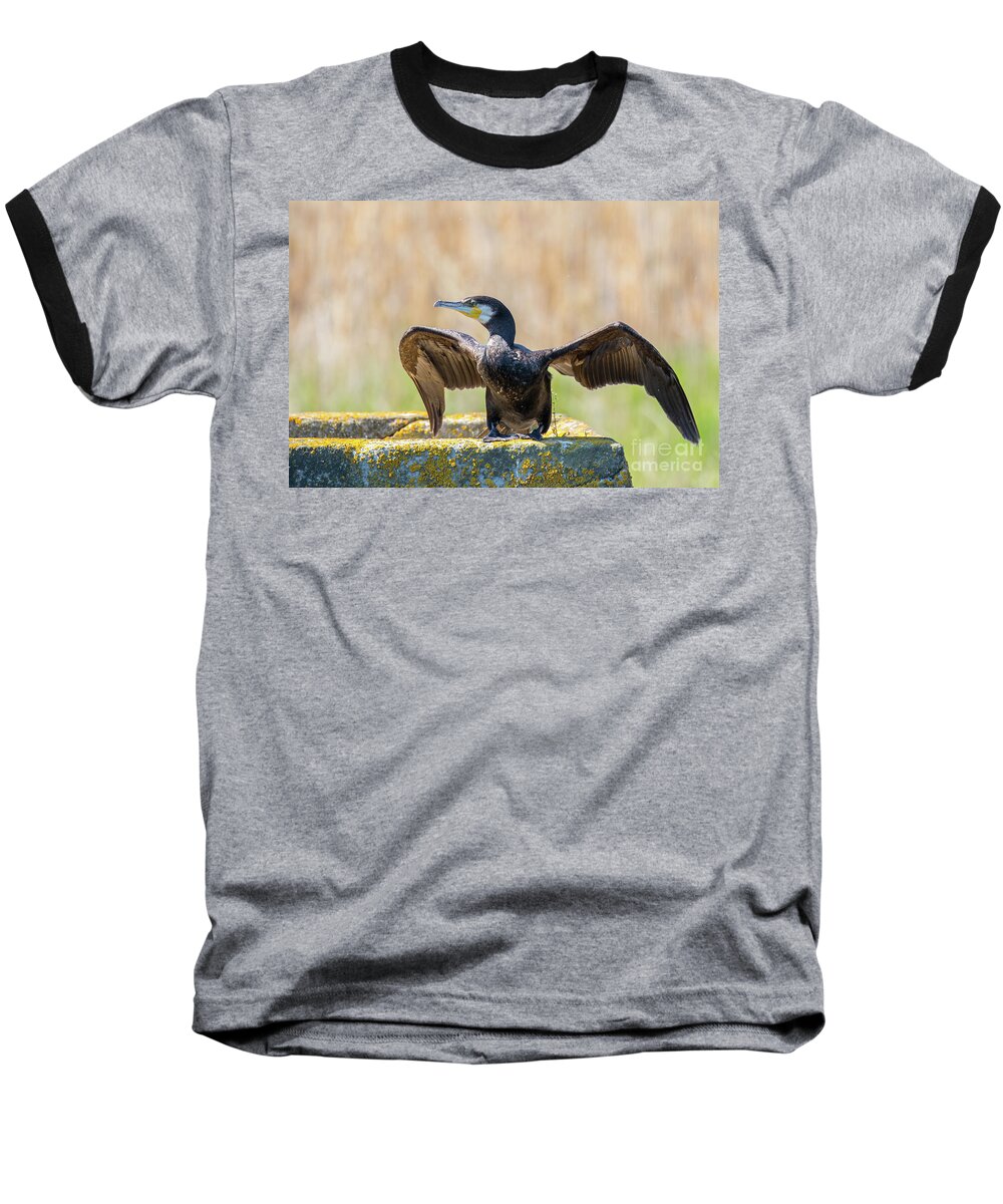 Animal Baseball T-Shirt featuring the photograph Great cormorant - Phalacrocorax carbo by Jivko Nakev