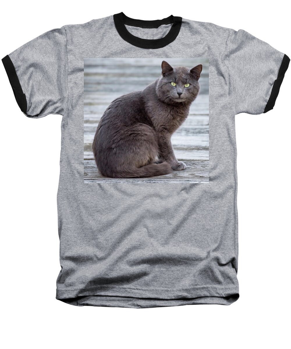 Terry D Photography Baseball T-Shirt featuring the photograph Green Eye Stare Cat Square by Terry DeLuco