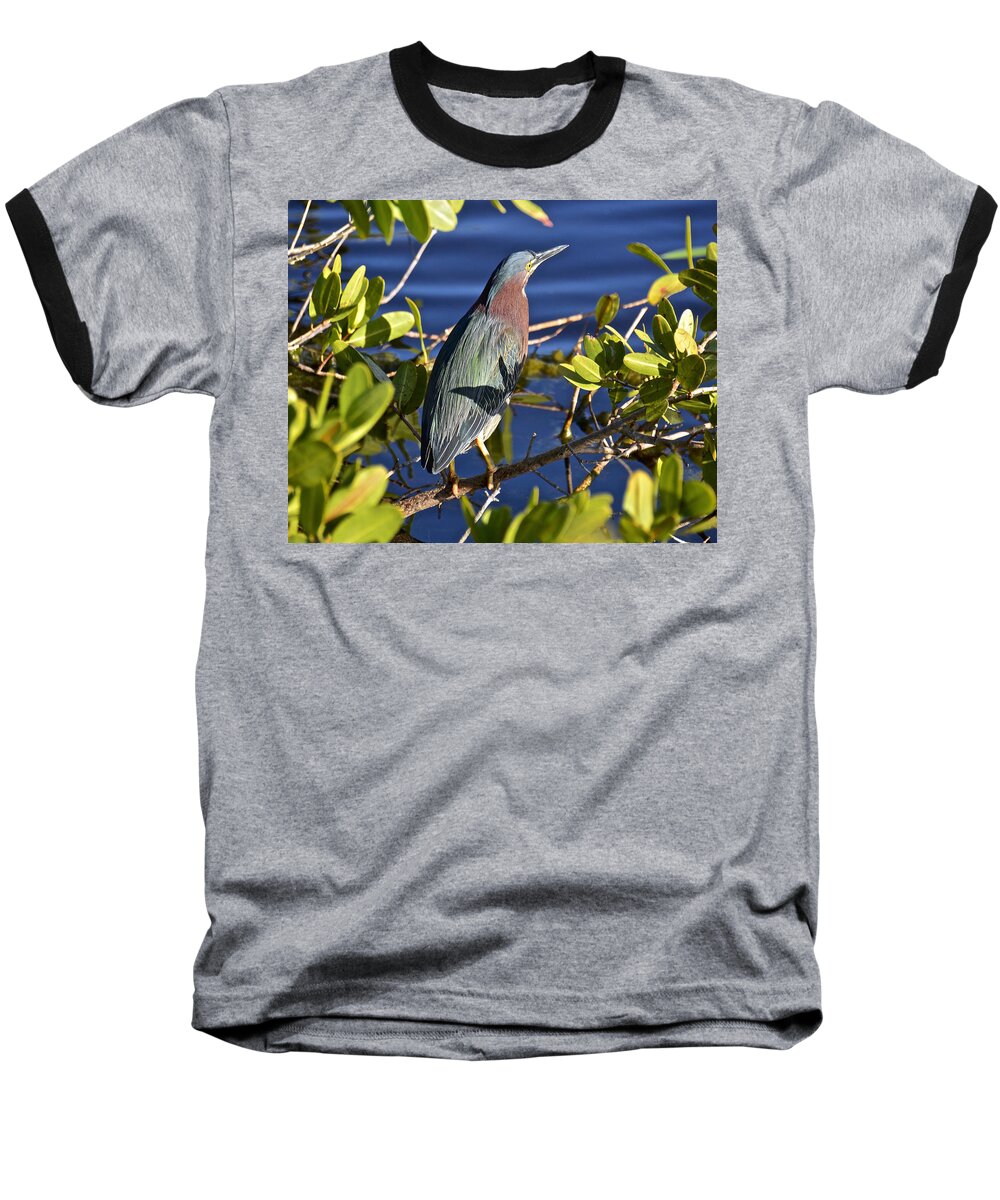 Heron Baseball T-Shirt featuring the photograph Green Heron by Carol Bradley