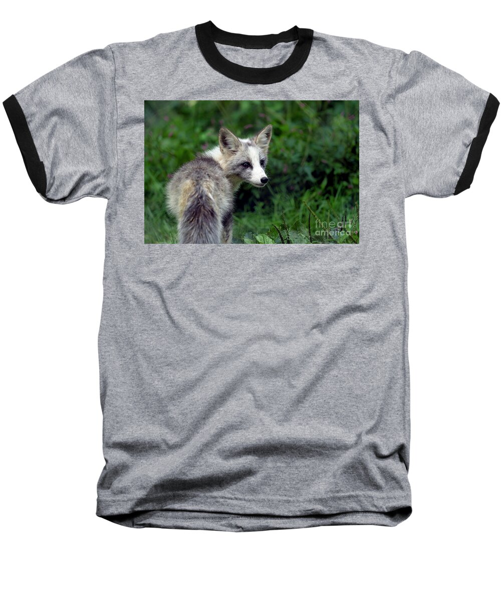 Fox Baseball T-Shirt featuring the photograph Grey and white fox cub by Sam Rino